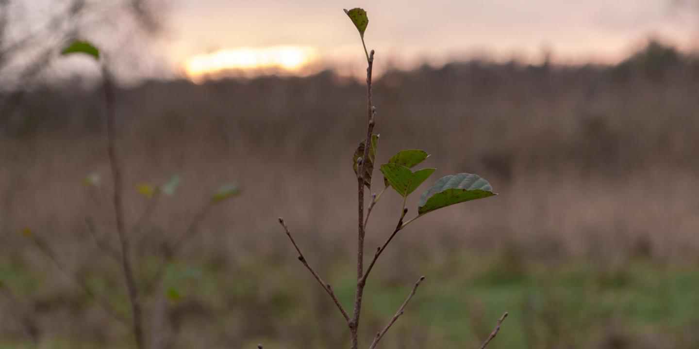 Boomplantactie Den Diel Dessel